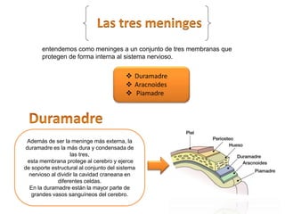 Además de ser la meninge más externa, la
duramadre es la más dura y condensada de
las tres,
esta membrana protege al cerebro y ejerce
de soporte estructural al conjunto del sistema
nervioso al dividir la cavidad craneana en
diferentes celdas.
En la duramadre están la mayor parte de
grandes vasos sanguíneos del cerebro.
entendemos como meninges a un conjunto de tres membranas que
protegen de forma interna al sistema nervioso.
 Duramadre
 Aracnoides
 Piamadre
 