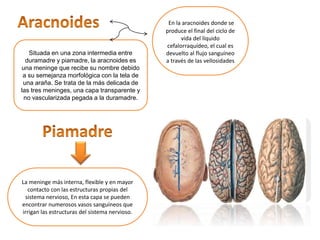 Situada en una zona intermedia entre
duramadre y piamadre, la aracnoides es
una meninge que recibe su nombre debido
a su semejanza morfológica con la tela de
una araña. Se trata de la más delicada de
las tres meninges, una capa transparente y
no vascularizada pegada a la duramadre.
En la aracnoides donde se
produce el final del ciclo de
vida del líquido
cefalorraquídeo, el cual es
devuelto al flujo sanguíneo
a través de las vellosidades
La meninge más interna, flexible y en mayor
contacto con las estructuras propias del
sistema nervioso, En esta capa se pueden
encontrar numerosos vasos sanguíneos que
irrigan las estructuras del sistema nervioso.
 