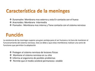  Duramadre: Membrana mas externa y esta En contacto con el hueso
 Aracnoides: Membrana Intermedia
 Piamadre : Membrana mas interna y Tiene contacto con el sistema nervioso
La existencia de las meninges supone una gran ventaja para el ser humano a la hora de mantener el
funcionamiento del sistema nervioso. Esto se debe a que estas membranas realizan una serie de
funciones que permiten la adaptación
 Protegen al sistema nervioso de lesiones físicas
 Mantiene el sistema nervioso en su sitio
 Informa al organismo de posibles problemas
 Permite que el medio cerebral permanezca estable
 