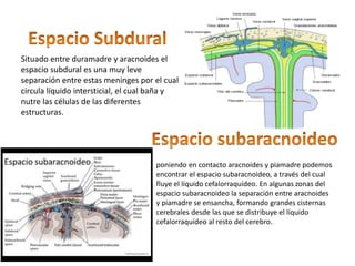 Situado entre duramadre y aracnoides el
espacio subdural es una muy leve
separación entre estas meninges por el cual
circula líquido intersticial, el cual baña y
nutre las células de las diferentes
estructuras.
poniendo en contacto aracnoides y piamadre podemos
encontrar el espacio subaracnoideo, a través del cual
fluye el líquido cefalorraquídeo. En algunas zonas del
espacio subaracnoideo la separación entre aracnoides
y piamadre se ensancha, formando grandes cisternas
cerebrales desde las que se distribuye el líquido
cefalorraquídeo al resto del cerebro.
 