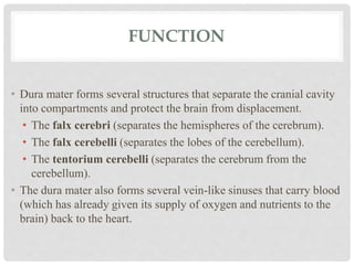 FUNCTION
• Dura mater forms several structures that separate the cranial cavity
into compartments and protect the brain from displacement.
• The falx cerebri (separates the hemispheres of the cerebrum).
• The falx cerebelli (separates the lobes of the cerebellum).
• The tentorium cerebelli (separates the cerebrum from the
cerebellum).
• The dura mater also forms several vein-like sinuses that carry blood
(which has already given its supply of oxygen and nutrients to the
brain) back to the heart.
 