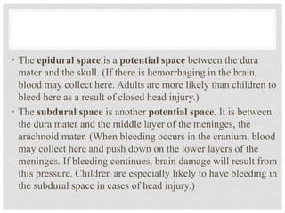 • The epidural space is a potential space between the dura
mater and the skull. (If there is hemorrhaging in the brain,
blood may collect here. Adults are more likely than children to
bleed here as a result of closed head injury.)
• The subdural space is another potential space. It is between
the dura mater and the middle layer of the meninges, the
arachnoid mater. (When bleeding occurs in the cranium, blood
may collect here and push down on the lower layers of the
meninges. If bleeding continues, brain damage will result from
this pressure. Children are especially likely to have bleeding in
the subdural space in cases of head injury.)
 