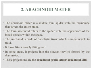 2. ARACHNOID MATER
• The arachnoid mater is a middle thin, spider web-like membrane
that covers the entire brain.
• The term arachnoid refers to the spider web like appearance of the
blood vessels within the space.
• The arachnoid is made of flat elastic tissue which is impermeable to
fluid.
• It looks like a loosely fitting sac.
• In some areas, it projects into the sinuses (cavity) formed by the
dura mater.
• These projections are the arachnoid granulation/ arachnoid villi.
 