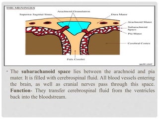 • The subarachanoid space lies between the arachnoid and pia
mater. It is filled with cerebrospinal fluid. All blood vessels entering
the brain, as well as cranial nerves pass through this space.
Function- They transfer cerebrospinal fluid from the ventricles
back into the bloodstream.
 