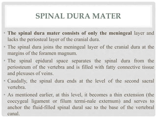 SPINAL DURA MATER
• The spinal dura mater consists of only the meningeal layer and
lacks the periosteal layer of the cranial dura.
• The spinal dura joins the meningeal layer of the cranial dura at the
margins of the foramen magnum.
• The spinal epidural space separates the spinal dura from the
periosteum of the vertebra and is filled with fatty connective tissue
and plexuses of veins.
• Caudally, the spinal dura ends at the level of the second sacral
vertebra.
• As mentioned earlier, at this level, it becomes a thin extension (the
coccygeal ligament or filum termi-nale externum) and serves to
anchor the fluid-filled spinal dural sac to the base of the vertebral
canal.
 