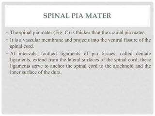 SPINAL PIA MATER
• The spinal pia mater (Fig. C) is thicker than the cranial pia mater.
• It is a vascular membrane and projects into the ventral fissure of the
spinal cord.
• At intervals, toothed ligaments of pia tissues, called dentate
ligaments, extend from the lateral surfaces of the spinal cord; these
ligaments serve to anchor the spinal cord to the arachnoid and the
inner surface of the dura.
 