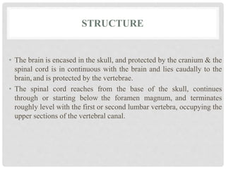 STRUCTURE
• The brain is encased in the skull, and protected by the cranium & the
spinal cord is in continuous with the brain and lies caudally to the
brain, and is protected by the vertebrae.
• The spinal cord reaches from the base of the skull, continues
through or starting below the foramen magnum, and terminates
roughly level with the first or second lumbar vertebra, occupying the
upper sections of the vertebral canal.
 