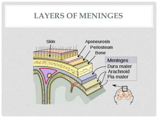 LAYERS OF MENINGES
 