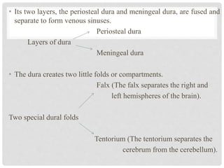 • Its two layers, the periosteal dura and meningeal dura, are fused and
separate to form venous sinuses.
Periosteal dura
Layers of dura
Meningeal dura
• The dura creates two little folds or compartments.
Falx (The falx separates the right and
left hemispheres of the brain).
Two special dural folds
Tentorium (The tentorium separates the
cerebrum from the cerebellum).
 