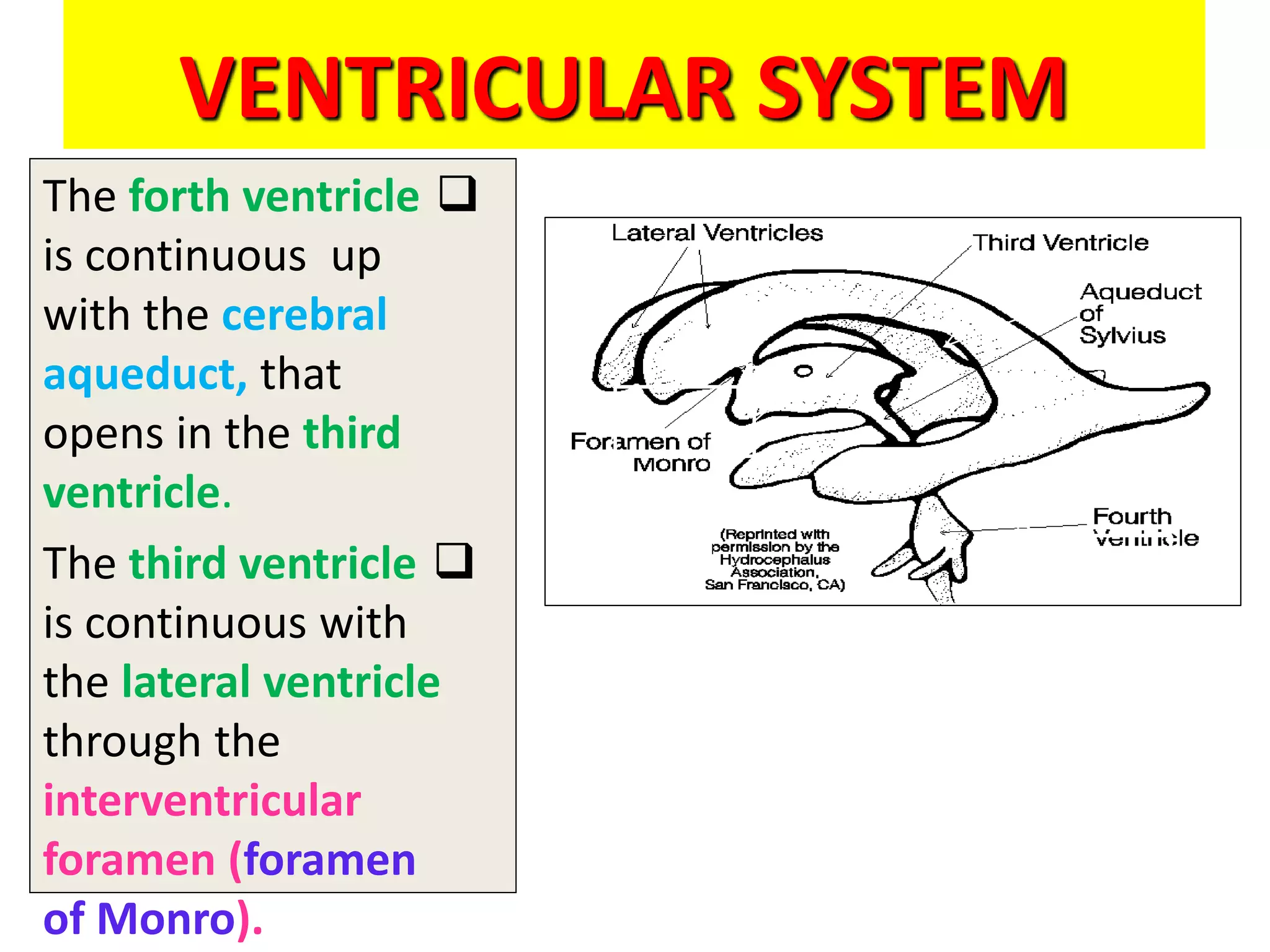 VENTRICULAR SYSTEM

The forth ventricle
is continuous up
with the cerebral
aqueduct, that
opens in the third
ventricle.

The third ventricle
is continuous with
the lateral ventricle
through the
interventricular
foramen (foramen
of Monro).
 