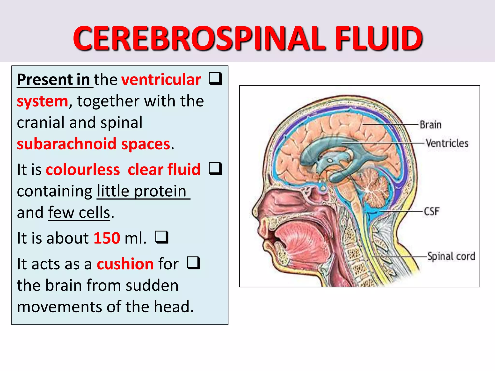 CEREBROSPINAL FLUID

Present in the ventricular
system, together with the
cranial and spinal
subarachnoid spaces.

It is colourless clear fluid
containing little protein
and few cells.

It is about 150 ml.

It acts as a cushion for
the brain from sudden
movements of the head.
 