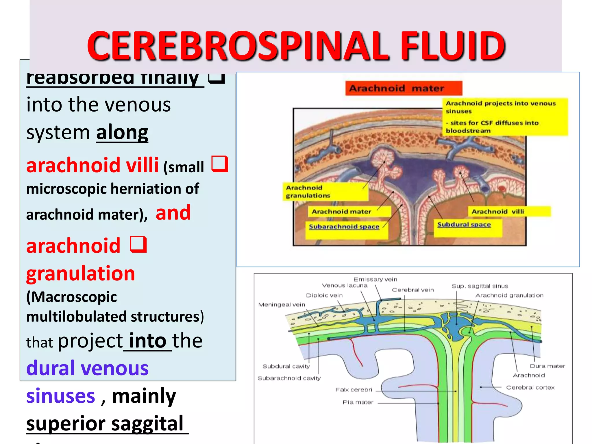 
reabsorbed finally
into the venous
system along

arachnoid villi (small
microscopic herniation of
arachnoid mater), and

arachnoid
granulation
(Macroscopic
multilobulated structures)
that project into the
dural venous
sinuses , mainly
superior saggital
CEREBROSPINAL FLUID
 