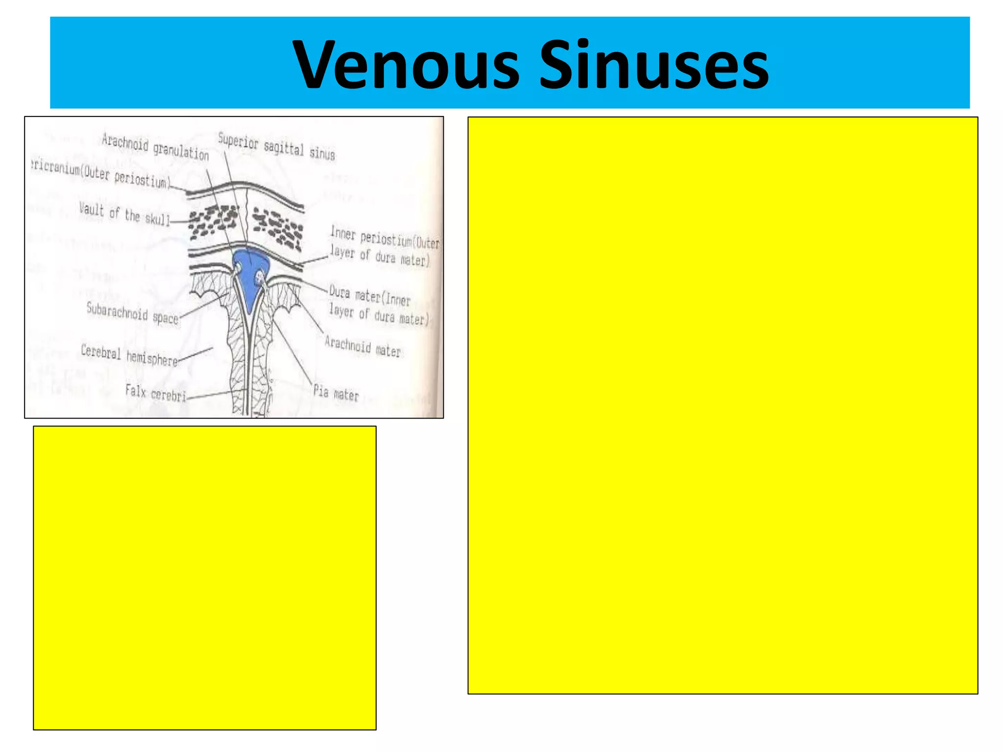 Venous Sinuses
 