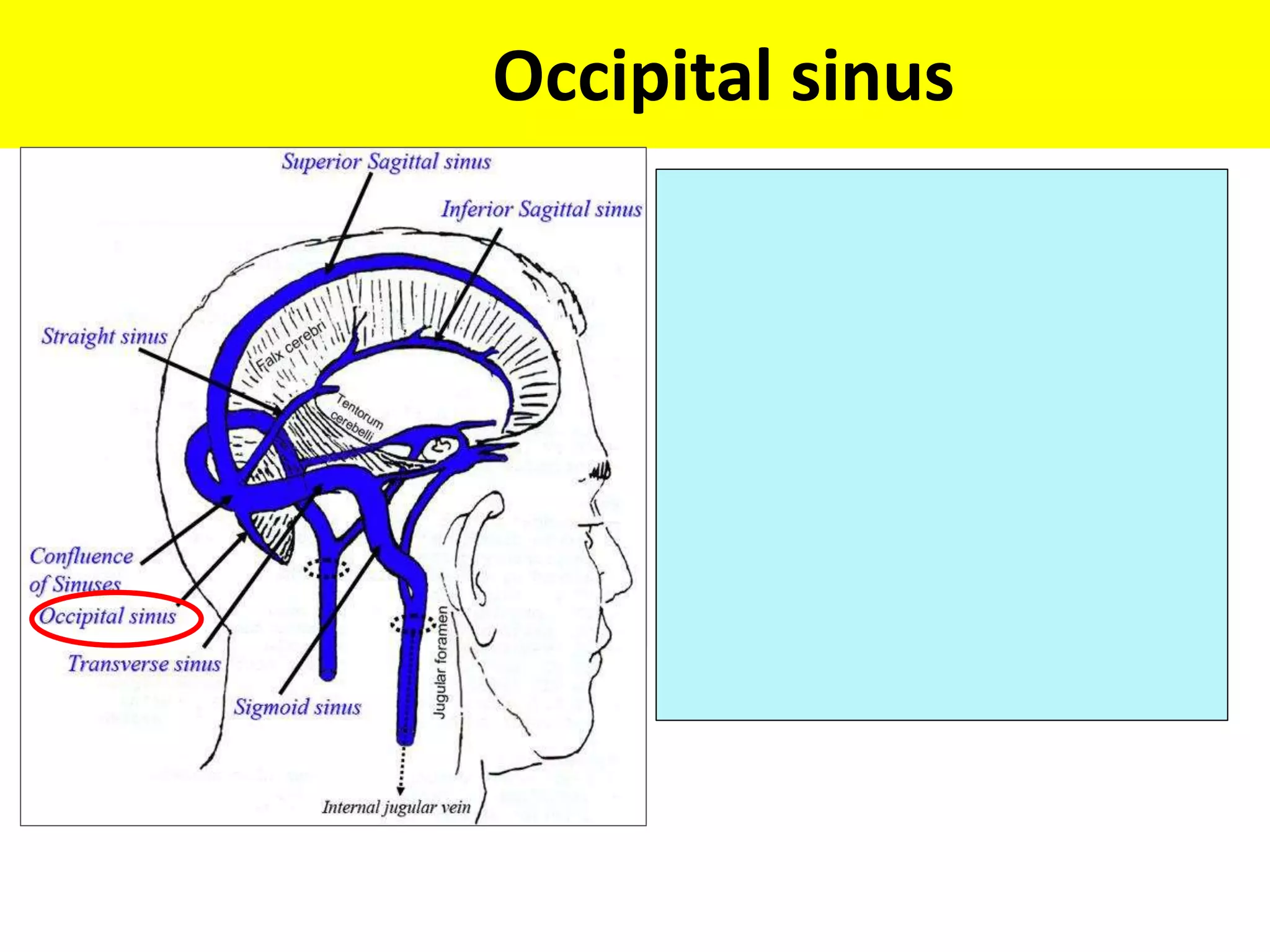 Occipital sinus
 