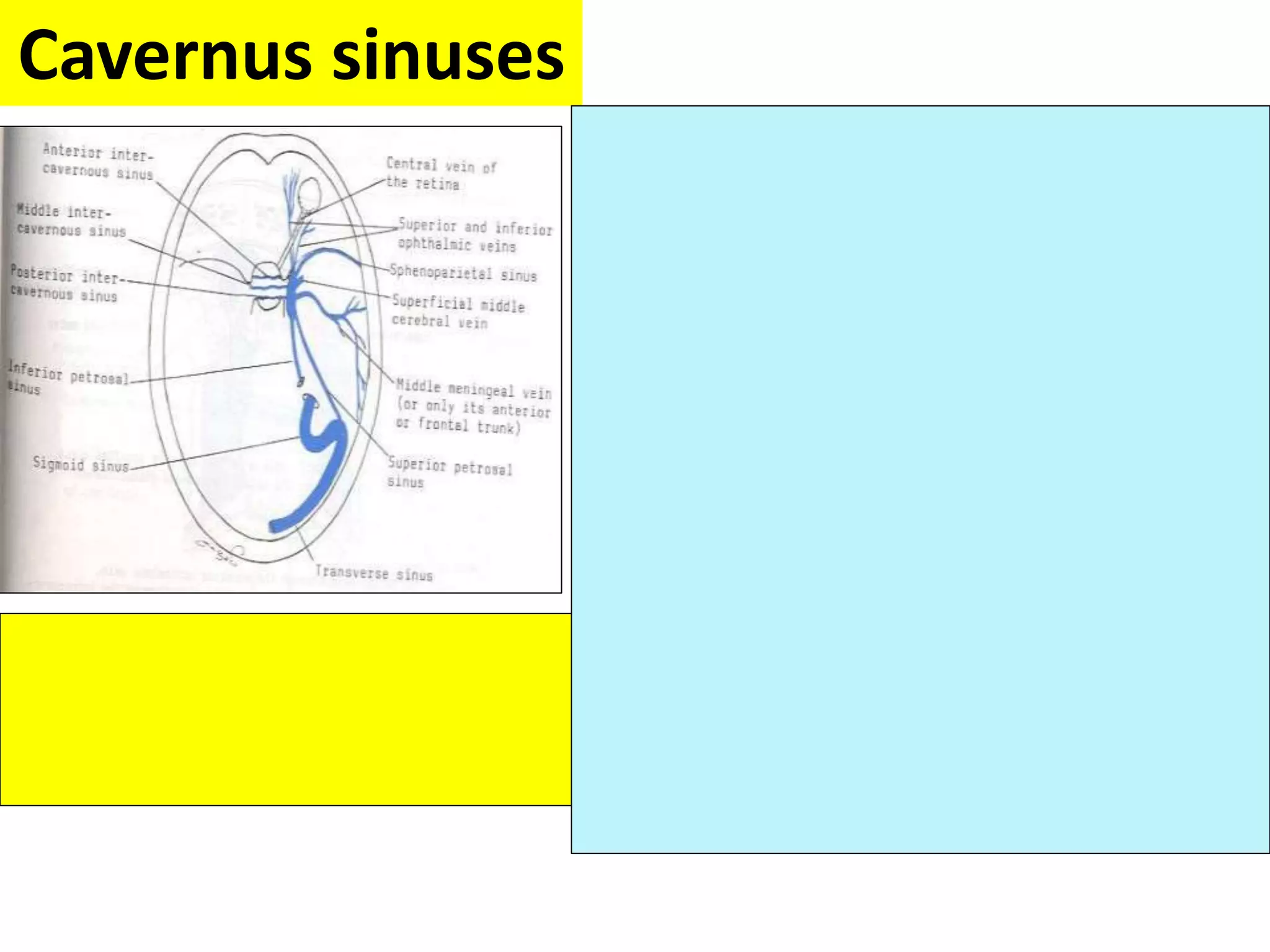 Cavernus sinuses
 