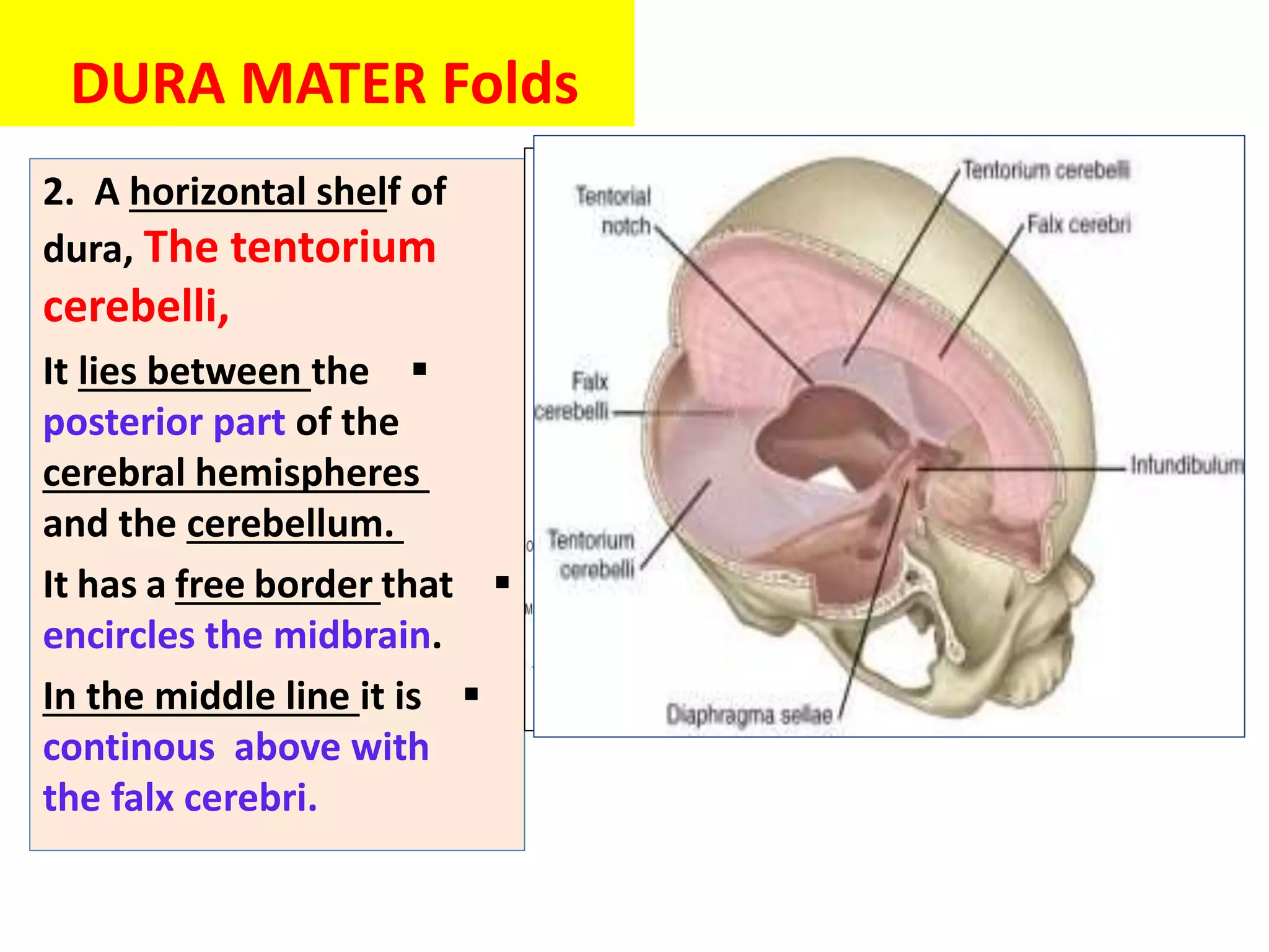 2. A horizontal shelf of
dura, The tentorium
cerebelli,

It lies between the
posterior part of the
cerebral hemispheres
and the cerebellum.

It has a free border that
encircles the midbrain.

In the middle line it is
continous above with
the falx cerebri.
DURA MATER Folds
 