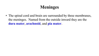 Meninges
• The spinal cord and brain are surrounded by three membranes,
the meninges. Named from the outside inward they are the
dura mater, arachnoid, and pia mater.
 