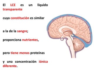 meninges craneales anatomía segundo año Guatemala | PDF