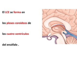 meninges craneales anatomía segundo año Guatemala | PDF