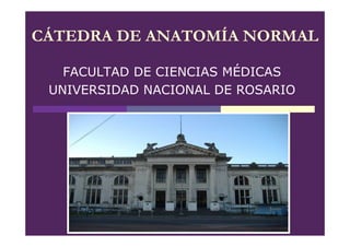 CÁTEDRA DE ANATOMÍA NORMAL

   FACULTAD DE CIENCIAS MÉDICAS
 UNIVERSIDAD NACIONAL DE ROSARIO
 