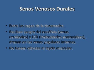 Senos Venosos Durales Entre las capas de la duramadre. Reciben sangre del encéfalo (venas cerebrales) y LCR (Vellosidades aracnoideas), drenan en las venas yugulares internas. No tienen válvulas ni tejido muscular. 