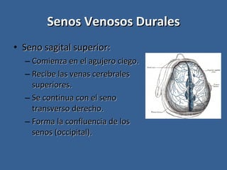 Senos Venosos Durales Seno sagital superior: Comienza en el agujero ciego. Recibe las venas cerebrales superiores. Se continua con el seno transverso derecho. Forma la confluencia de los senos (occipital). 