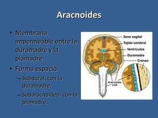 Aracnoides Membrana impermeable entre la duramadre y la piamadre. Forma espacio: Subdural: con la duramadre. Subaracnoideo: con la piamadre. 