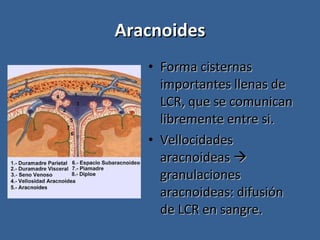 Aracnoides Forma cisternas importantes llenas de LCR, que se comunican libremente entre si. Vellocidades aracnoideas    granulaciones aracnoideas: difusión de LCR en sangre. 