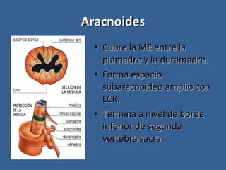 Aracnoides Cubre la ME entre la piamadre y la duramadre. Forma espacio subaracnoideo amplio con LCR. Termina a nivel de borde inferior de segunda vertebra sacra. 