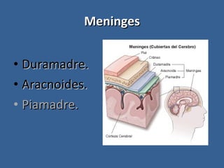 Meninges Duramadre. Aracnoides. Piamadre. 