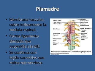 Piamadre Membrana vascular, cubre intimamente la médula espinal. Forma ligamento dentado que suspende a la ME. Se continua con  tejido conectivo que rodea raiz nerviosa. 