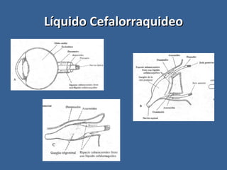 Líquido Cefalorraquideo 