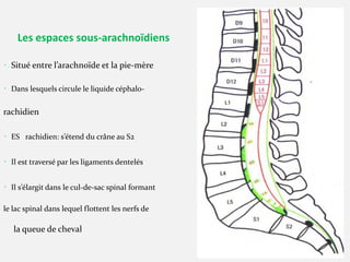 Lc Rachidien Meninges (1).pdf du cerveau et moelle épinière | PDF