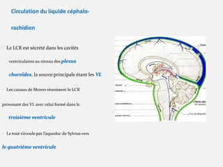 Lc Rachidien Meninges (1).pdf du cerveau et moelle épinière | PDF