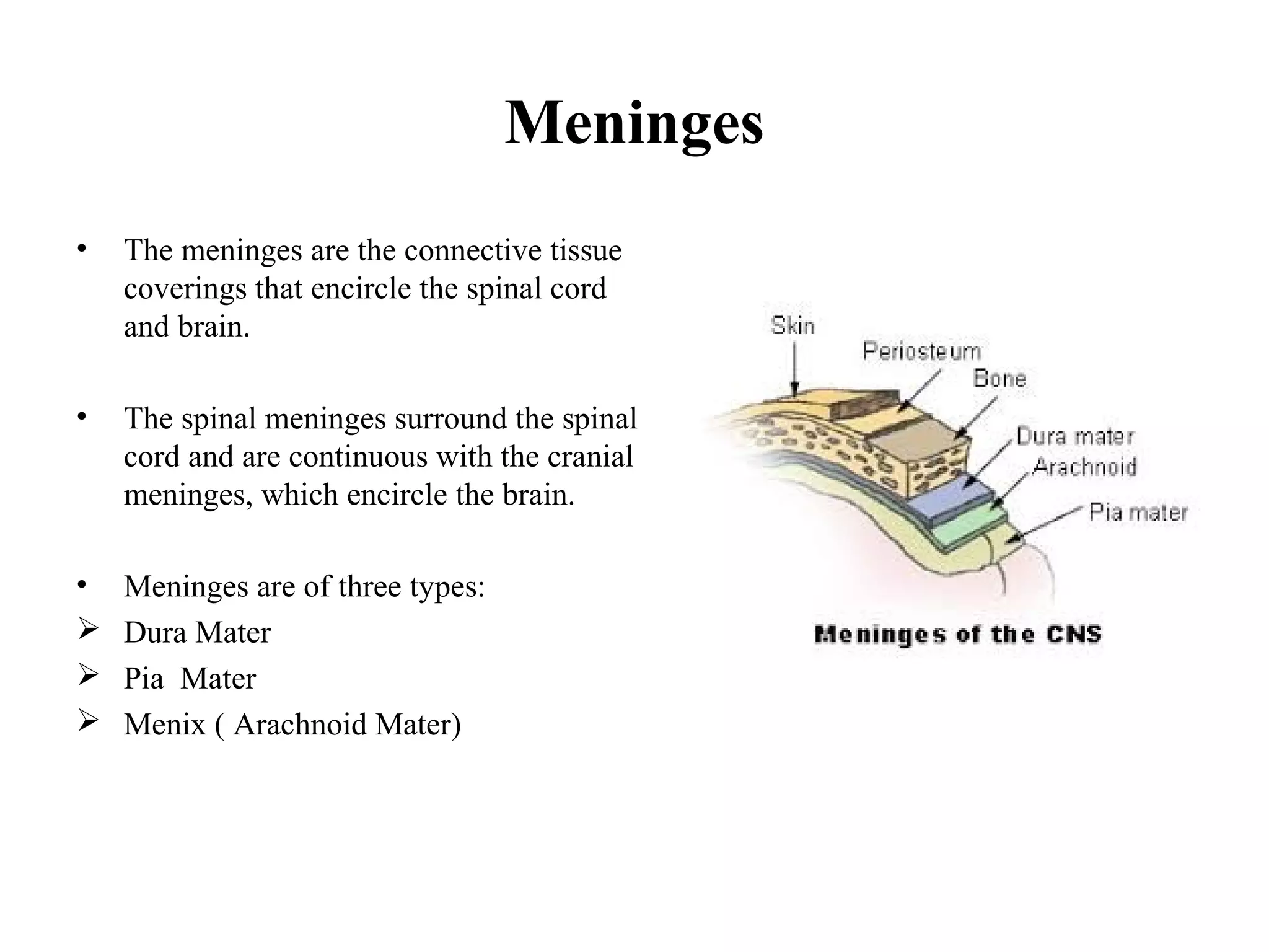 Meninges
• The meninges are the connective tissue
coverings that encircle the spinal cord
and brain.
• The spinal meninges surround the spinal
cord and are continuous with the cranial
meninges, which encircle the brain.
• Meninges are of three types:
 Dura Mater
 Pia Mater
 Menix ( Arachnoid Mater)
 
