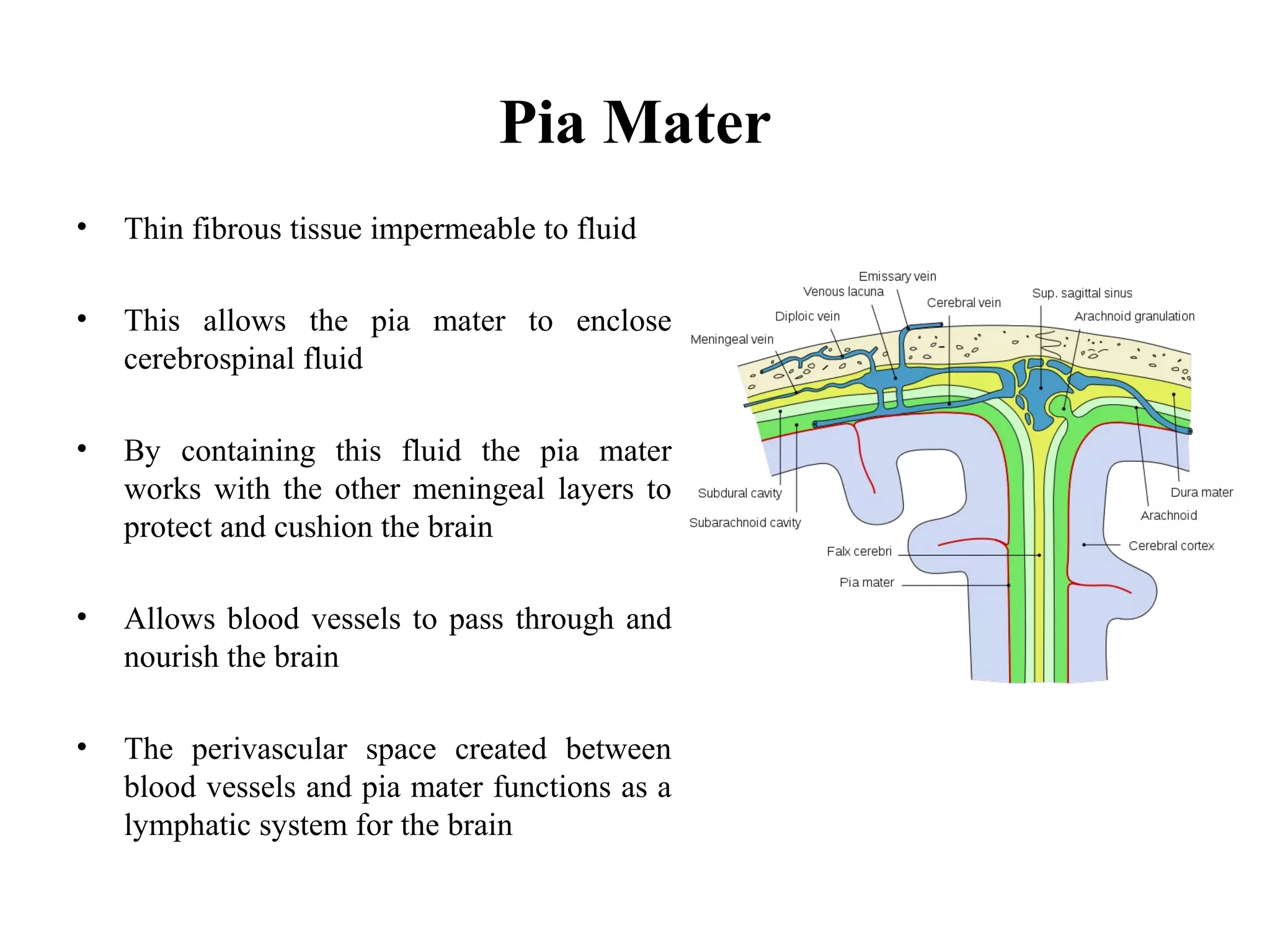 Pia Mater
• Thin fibrous tissue impermeable to fluid
• This allows the pia mater to enclose
cerebrospinal fluid
• By containing this fluid the pia mater
works with the other meningeal layers to
protect and cushion the brain
• Allows blood vessels to pass through and
nourish the brain
• The perivascular space created between
blood vessels and pia mater functions as a
lymphatic system for the brain
 