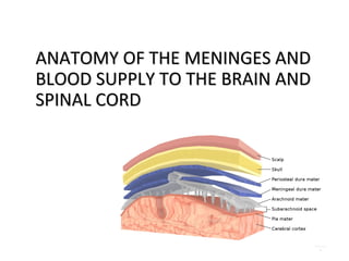 Comprehensive Anatomy of Meninges and Brain Blood Supply | PPT