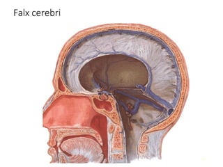 Comprehensive Anatomy of Meninges and Brain Blood Supply | PPT