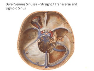 Comprehensive Anatomy of Meninges and Brain Blood Supply | PPT