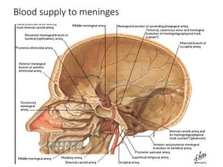 Comprehensive Anatomy of Meninges and Brain Blood Supply | PPT