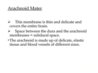 Comprehensive Anatomy of Meninges and Brain Blood Supply | PPT