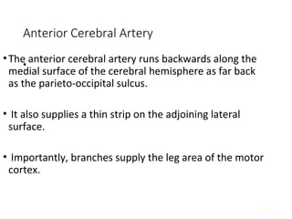Comprehensive Anatomy of Meninges and Brain Blood Supply | PPT