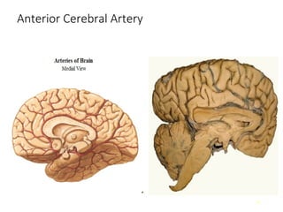 Comprehensive Anatomy of Meninges and Brain Blood Supply | PPT