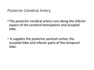 Comprehensive Anatomy of Meninges and Brain Blood Supply | PPT