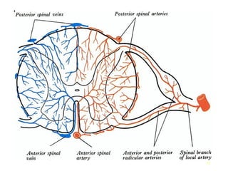 Comprehensive Anatomy of Meninges and Brain Blood Supply | PPT