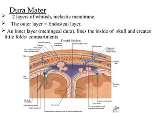 Comprehensive Anatomy of Meninges and Brain Blood Supply | PPT