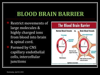 MENINGES, CEREBROSPINAL FLUID AND BLOOD BRAIN BARRIER | PPT