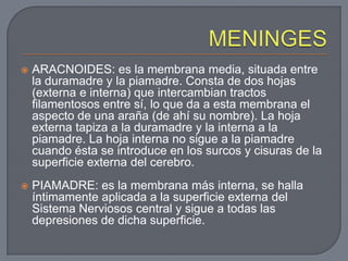    ARACNOIDES: es la membrana media, situada entre
    la duramadre y la piamadre. Consta de dos hojas
    (externa e interna) que intercambian tractos
    filamentosos entre sí, lo que da a esta membrana el
    aspecto de una araña (de ahí su nombre). La hoja
    externa tapiza a la duramadre y la interna a la
    piamadre. La hoja interna no sigue a la piamadre
    cuando ésta se introduce en los surcos y cisuras de la
    superficie externa del cerebro.
   PIAMADRE: es la membrana más interna, se halla
    íntimamente aplicada a la superficie externa del
    Sistema Nerviosos central y sigue a todas las
    depresiones de dicha superficie.
 