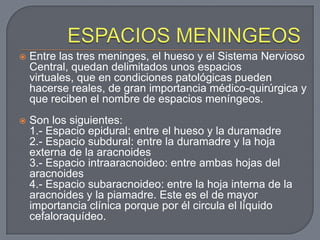    Entre las tres meninges, el hueso y el Sistema Nervioso
    Central, quedan delimitados unos espacios
    virtuales, que en condiciones patológicas pueden
    hacerse reales, de gran importancia médico-quirúrgica y
    que reciben el nombre de espacios meníngeos.
   Son los siguientes:
    1.- Espacio epidural: entre el hueso y la duramadre
    2.- Espacio subdural: entre la duramadre y la hoja
    externa de la aracnoides
    3.- Espacio intraaracnoideo: entre ambas hojas del
    aracnoides
    4.- Espacio subaracnoideo: entre la hoja interna de la
    aracnoides y la piamadre. Este es el de mayor
    importancia clínica porque por él circula el líquido
    cefaloraquídeo.
 
