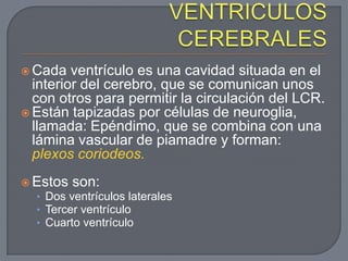  Cada   ventrículo es una cavidad situada en el
  interior del cerebro, que se comunican unos
  con otros para permitir la circulación del LCR.
 Están tapizadas por células de neuroglia,
  llamada: Epéndimo, que se combina con una
  lámina vascular de piamadre y forman:
  plexos coriodeos.
 Estos son:
  • Dos ventrículos laterales
  • Tercer ventrículo
  • Cuarto ventrículo
 